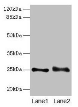 Invitrogen RAB3B Polyclonal Antibody 100 &mu;g; Unconjugated:Antibodies,