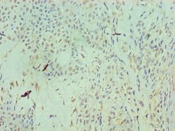 Invitrogen RAN Polyclonal Antibody 100 &mu;L; Unconjugated:Antibodies,