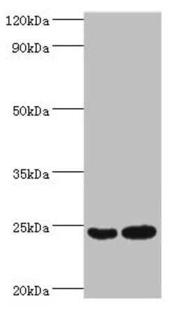 Invitrogen RAN Polyclonal Antibody 100 &mu;L; Unconjugated:Antibodies,