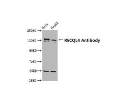 Invitrogen RECQ4 Polyclonal Antibody 100 &mu;g | Buy Online | Invitrogen&trade; | Fisher Scientific