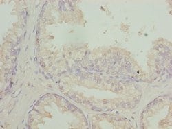 Invitrogen RFPL2 Polyclonal Antibody 100 &mu;L; Unconjugated:Antibodies,