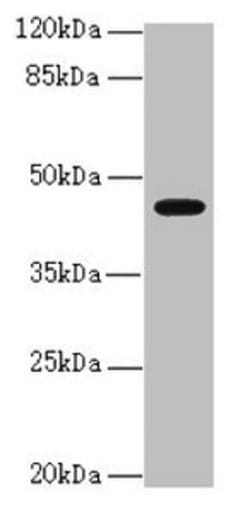 Invitrogen RFPL2 Polyclonal Antibody 100 &mu;L; Unconjugated:Antibodies,