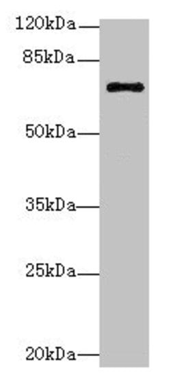 Invitrogen RhoBTB3 Polyclonal Antibody 100 &mu;g; Unconjugated:Antibodies,