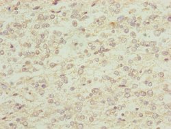 Invitrogen RNF13 Polyclonal Antibody 100 &mu;L; Unconjugated:Antibodies,