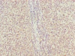 Invitrogen RNF13 Polyclonal Antibody 100 &mu;L; Unconjugated:Antibodies,