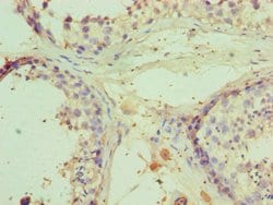 Invitrogen RNF8 Polyclonal Antibody 100 &mu;L; Unconjugated:Antibodies,
