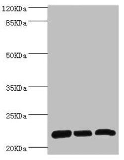 Invitrogen RPL9 Polyclonal Antibody 100 &mu;L; Unconjugated:Antibodies,