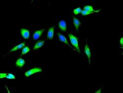 Invitrogen MSK2 Polyclonal Antibody 100 &mu;g; Unconjugated:Antibodies,
