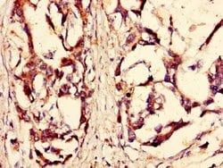 Invitrogen MSK2 Polyclonal Antibody 100 &mu;g; Unconjugated:Antibodies,