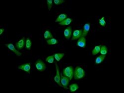 Invitrogen SEC14L2 Polyclonal Antibody 100 &mu;g; Unconjugated:Antibodies,