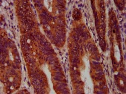 Invitrogen SEC14L2 Polyclonal Antibody 100 &mu;g; Unconjugated:Antibodies,