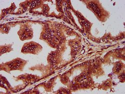 Invitrogen SEC14L2 Polyclonal Antibody 100 &mu;g; Unconjugated:Antibodies,