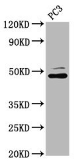 Invitrogen SEC14L2 Polyclonal Antibody 100 &mu;g; Unconjugated:Antibodies,