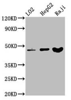 Invitrogen SERPINB2 Polyclonal Antibody 100 &mu;g; Unconjugated:Antibodies,