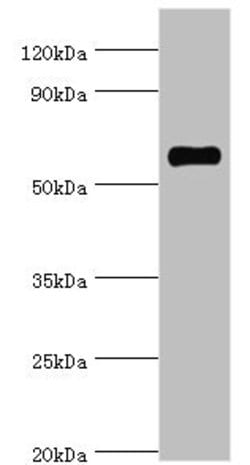 Invitrogen SRSF4 Polyclonal Antibody 100 &mu;L; Unconjugated:Antibodies,