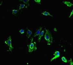 Invitrogen SIRPB1 Polyclonal Antibody 100 &mu;g; Unconjugated:Antibodies,