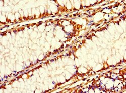 Invitrogen SIRPB1 Polyclonal Antibody 100 &mu;g; Unconjugated:Antibodies,