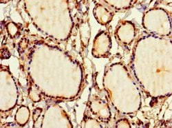 Invitrogen SIRPB1 Polyclonal Antibody 100 &mu;g; Unconjugated:Antibodies,