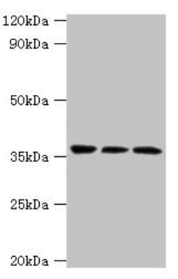Invitrogen CRACC Polyclonal Antibody 100 &mu;L; Unconjugated:Antibodies,