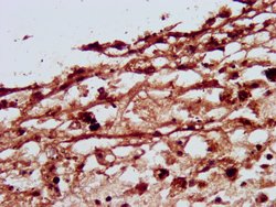 Invitrogen SLC26A4 Polyclonal Antibody 100 &mu;g; Unconjugated:Antibodies,