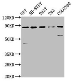 Invitrogen SLC26A4 Polyclonal Antibody 100 &mu;g; Unconjugated:Antibodies,