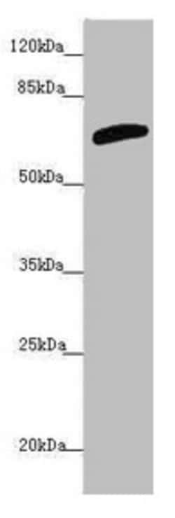 Invitrogen SLC6A12 Polyclonal Antibody 100 &mu;L; Unconjugated:Antibodies,