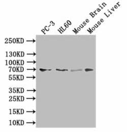 Invitrogen TAUT Polyclonal Antibody 100 &mu;g | Buy Online | Invitrogen&trade; | Fisher Scientific