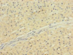 Invitrogen SLCO2B1 Polyclonal Antibody 100 &mu;L; Unconjugated:Antibodies,