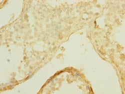 Invitrogen SLCO2B1 Polyclonal Antibody 100 &mu;L; Unconjugated:Antibodies,