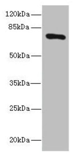 Invitrogen SLCO2B1 Polyclonal Antibody 100 &mu;L; Unconjugated:Antibodies,