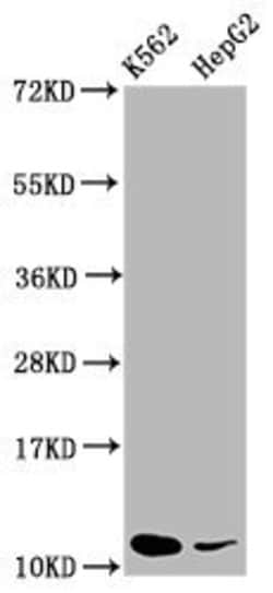 Invitrogen SNRPE Polyclonal Antibody 100 &mu;g; Unconjugated:Antibodies,