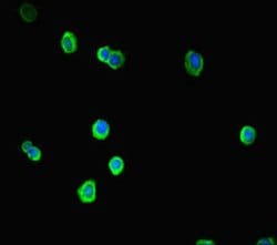 Invitrogen SOX14 Polyclonal Antibody 100 &mu;g; Unconjugated:Antibodies,