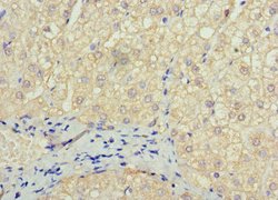 Invitrogen SOX14 Polyclonal Antibody 100 &mu;g; Unconjugated:Antibodies,
