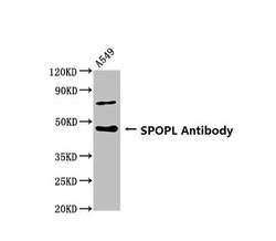 Invitrogen SPOPL Polyclonal Antibody 100 &mu;g; Unconjugated:Antibodies,