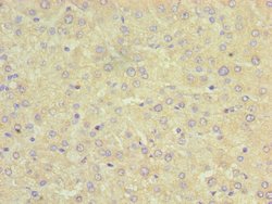 Invitrogen Sorcin Polyclonal Antibody 100 &mu;L; Unconjugated:Antibodies,