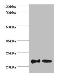 Invitrogen Sorcin Polyclonal Antibody 100 &mu;L; Unconjugated:Antibodies,