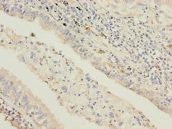 Invitrogen STAM2 Polyclonal Antibody 100 &mu;L; Unconjugated:Antibodies,