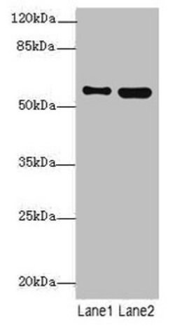 Invitrogen STAM2 Polyclonal Antibody 100 &mu;L; Unconjugated:Antibodies,