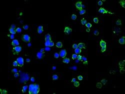 Invitrogen SUSD5 Polyclonal Antibody 100 &mu;L; Unconjugated:Antibodies,