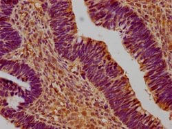 Invitrogen SUSD5 Polyclonal Antibody 100 &mu;L; Unconjugated:Antibodies,