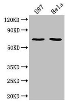 Invitrogen SUSD5 Polyclonal Antibody 100 &mu;L; Unconjugated:Antibodies,
