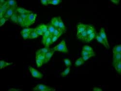 Invitrogen TFB1M Polyclonal Antibody 100 &mu;g; Unconjugated:Antibodies,