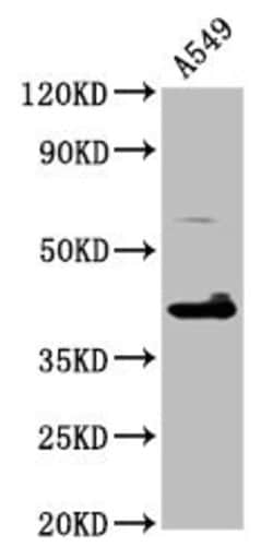 Invitrogen TFB1M Polyclonal Antibody 100 &mu;g; Unconjugated:Antibodies,