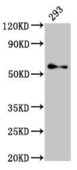 Invitrogen TFE3 Polyclonal Antibody 100 &mu;g | Buy Online | Invitrogen&trade; | Fisher Scientific