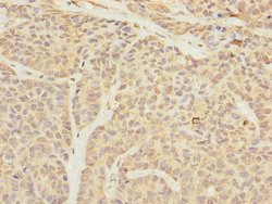 Invitrogen TIMM23 Polyclonal Antibody 100 &mu;L; Unconjugated:Antibodies,