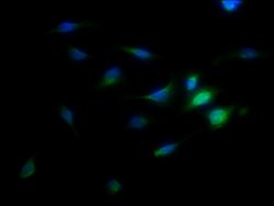 Invitrogen TMEM192 Polyclonal Antibody 100 &mu;g; Unconjugated:Antibodies,