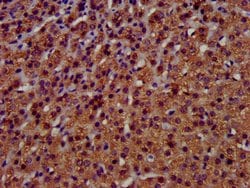 Invitrogen TMEM192 Polyclonal Antibody 100 &mu;g; Unconjugated:Antibodies,