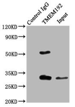 Invitrogen TMEM192 Polyclonal Antibody 100 &mu;g; Unconjugated:Antibodies,