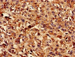 Invitrogen TMEM43 Polyclonal Antibody 100 &mu;g; Unconjugated:Antibodies,
