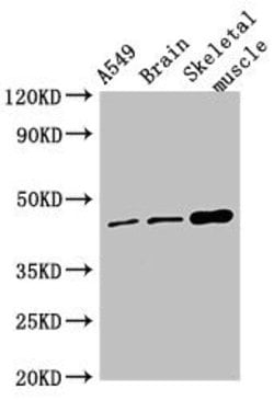 Invitrogen TMEM43 Polyclonal Antibody 100 &mu;g; Unconjugated:Antibodies,